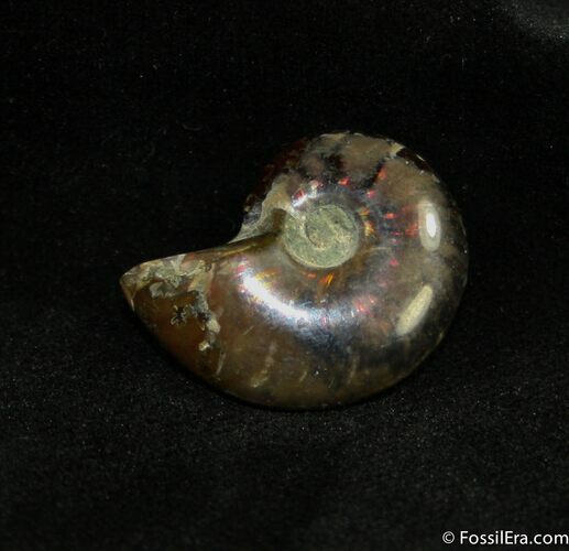 Small Flashy Red Iridescent Ammonite #1479